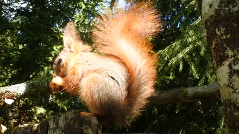 Red Squirrel foraging in Norwegian forest Stock Footage 154748934