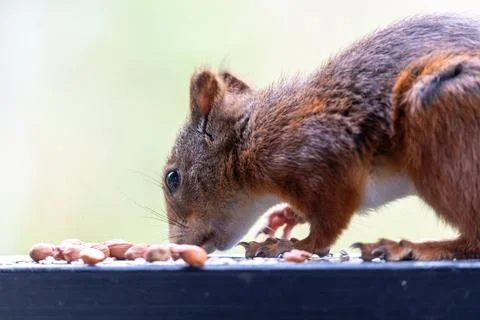 Red Squirrel Foraging for Peanuts in a Garden Stock Photos