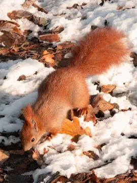Red squirrel foraging on snow and leaves Photos