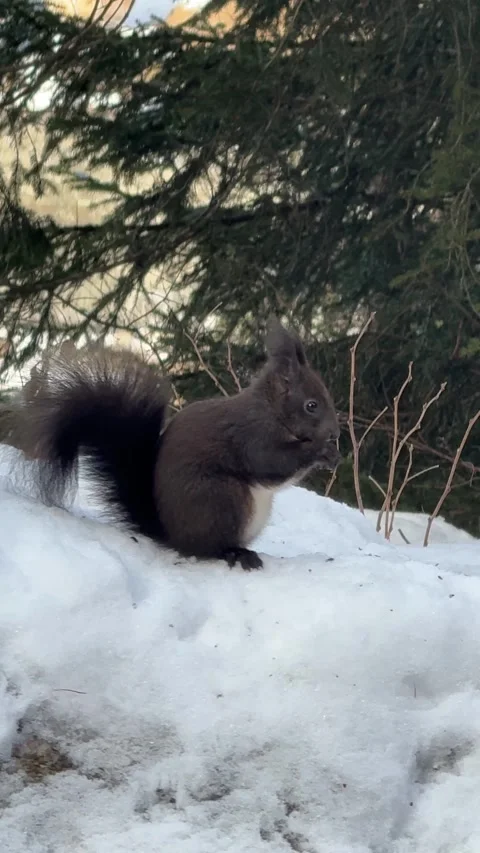Red squirrel foraging on snow under a pine tree in the Swiss Alps 動画素材 306362632