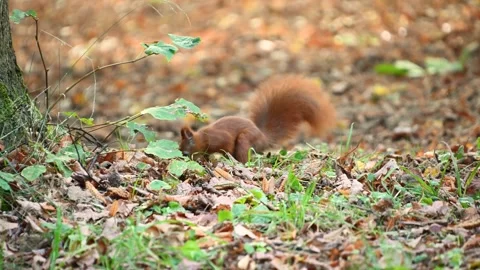 Red squirrel foraging through leaf litter on forest floor in autumn Stock Footage 331240727