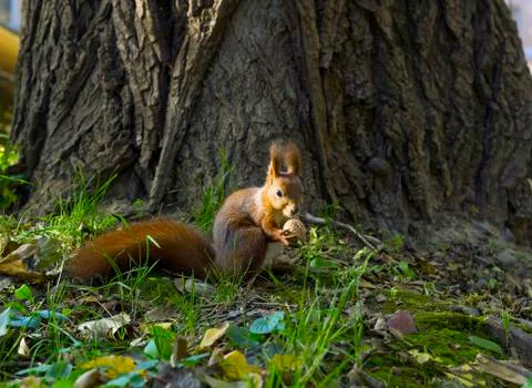 Red squirrel in forest eating nut Photos