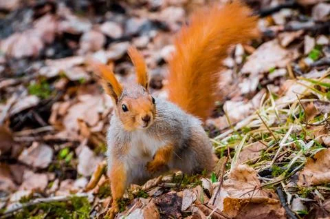 Red squirrel in the forest eating nuts and acorns Fotos Stock