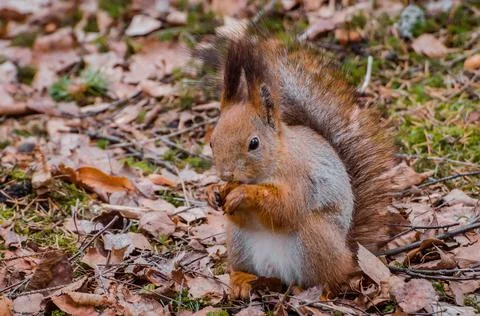 Red squirrel in the forest eating nuts and acorns Foto stock