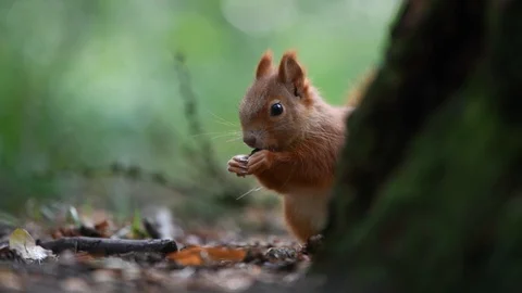 Red squirrel in the forest Stock Footage 121986701