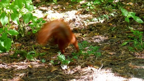 Red squirrel in the forest Stock Footage 138440276