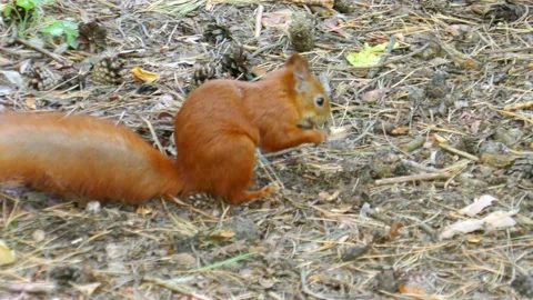 Red squirrel in the forest Stock Footage 138440277