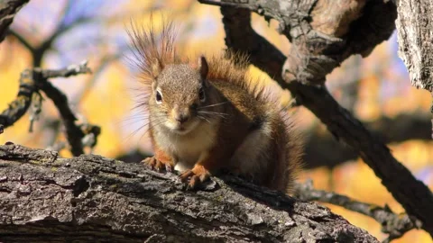 Red squirrel in the forest 動画素材 321244171