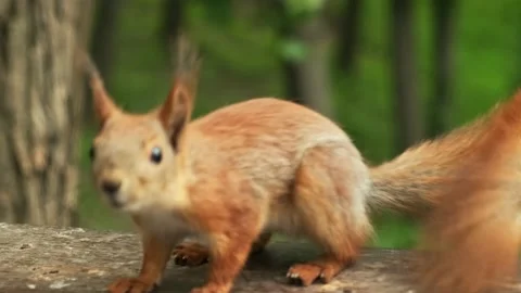 Red squirrel in the forest. Paws of a squirrel. Little squirrel Stock Footage 194537809