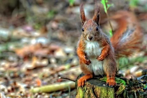 Red squirrel in the forest Stock Photos