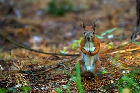 Red squirrel in the forest Stock Photos