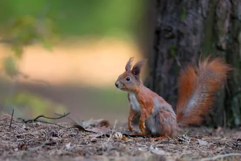 Red squirrel in the forest Stock Photos