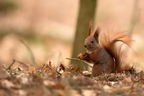 Red squirrel in the forest Stock Photos