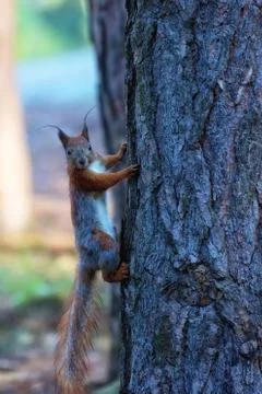 Red squirrel in the forest Stock Photos