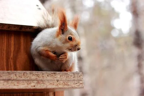 Red squirrel in the forest Stock Photos