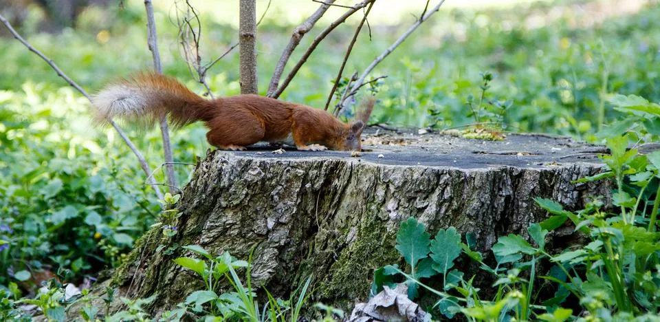 Red squirrel in the forest Foto stock