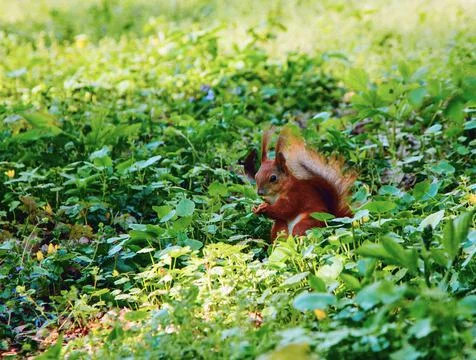 Red squirrel in the forest Foto stock