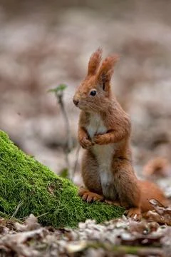 Red squirrel in the forest Stock Photos