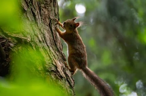 A red squirrel in the forest. Squirrel Appreciation Day Stock Photos