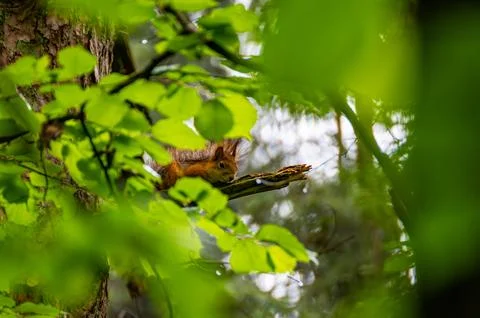 A red squirrel in the forest. Squirrel Appreciation Day Stock Photos