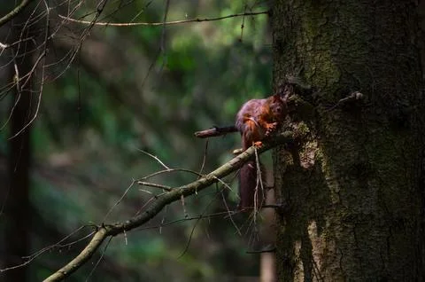 A red squirrel in the forest. Squirrel Appreciation Day Stock Photos