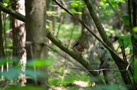 A red squirrel in the forest. Squirrel Appreciation Day Stock Photos