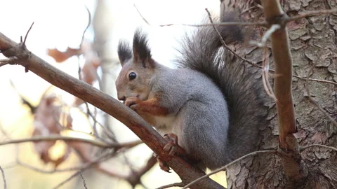 Red squirrel in the forest on a tree branch nibbles food in autumn Stock Footage 142356111