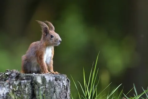 Red squirrel in the forest in the wild Stock Photos