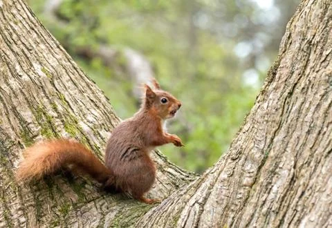 Red Squirrel in fork of tree, hazelnut in its mouth. Stock Photos