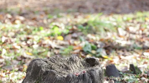 Red squirrel found nuts in stump Stock Footage 56774046