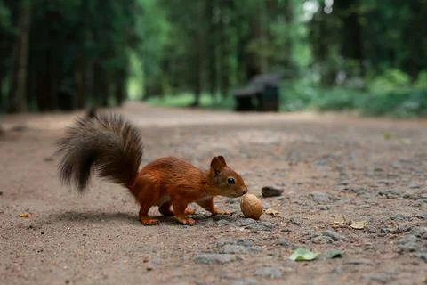 Red squirrel found a walnut in the park . Stock Photos