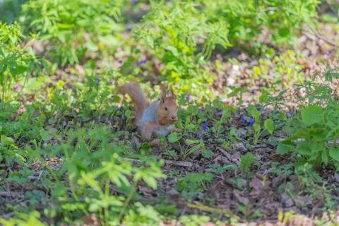 Red squirrel framed by low branch, composition uses natural elements to cre.. Foto stock