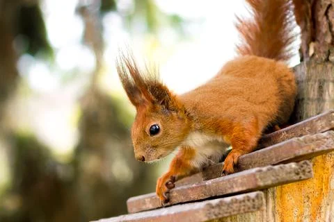 Red squirrel in front on a tree. Forest animals Stock Photos
