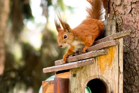 Red squirrel in front on a tree. Forest animals Stock Photos