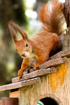 Red squirrel in front on a tree. Forest animals Stock Photos