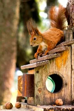 Red squirrel in front on a tree. Forest animals Stock Photos