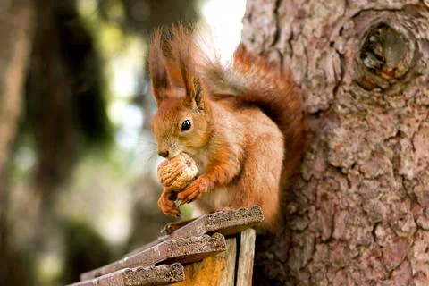 Red squirrel in front on a tree with a nut in paws Stock Photos