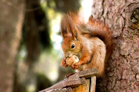 Red squirrel in front on a tree with a nut in paws Stock Photos