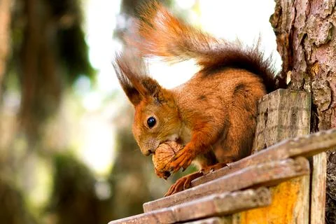 Red squirrel in front on a tree with a nut in paws Stock Photos