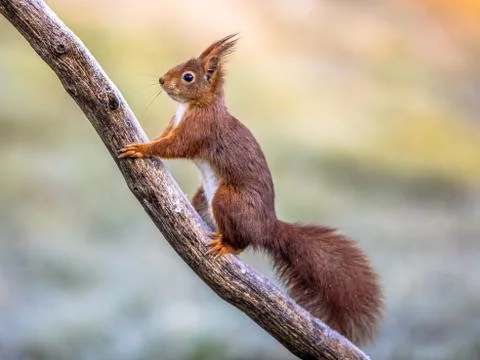 Red squirrel on frosty branch Stock Photos