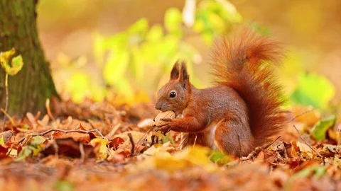 A red squirrel funny twists a nut in an autumn nature Stock Footage 278654624