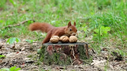 Red squirrel gathering nuts and food on forest ground Stock Footage 313368119