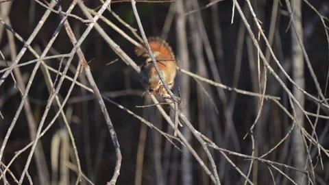 Red Squirrel Gathering Tree Bark for Nest Building Vídeo Stock 335879510