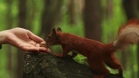 The red squirrel gently takes the nut from its hand. Stock Footage 165769011
