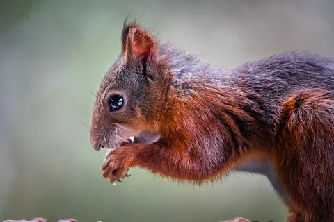 Red Squirrel Gnawing on a Nut with Teeth Visible Stock Photos