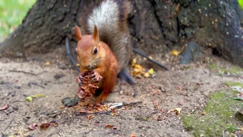 Red squirrel gnawing the pine cone in the forest or park, near the tree. Close Stock Footage 218998855