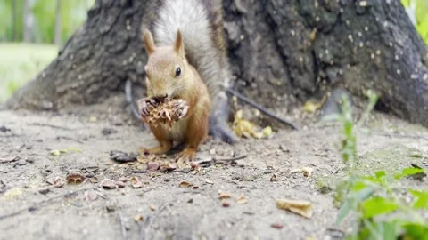 Red squirrel gnawing the pine cone in the forest or park, near the tree. Close Stock Footage 219598867
