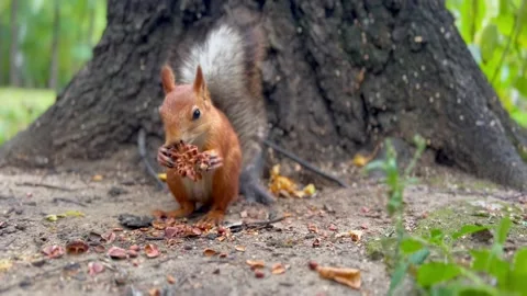 Red squirrel gnawing the pine cone in the forest or park, near the tree. Close Stock Footage 220050670