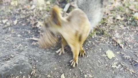 Red squirrel gnawing the pine cone in the forest or park, near the tree. Close Stock Footage 220560314