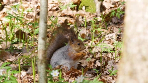 A red squirrel is gnawing something sitting in the grass Vídeos de archivo 243126885